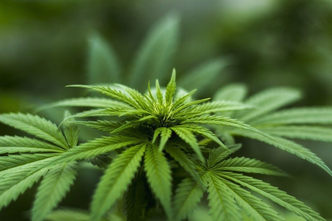 Cannabis-Legalisierung Bundesrat lässt Gesetz passieren